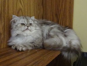 british longhair cat adoption