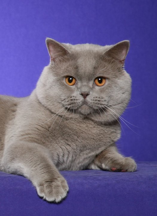 Rejinald Cattery – British Shorthair and Scottish Fold Cats