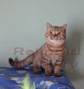 Available kittens – Rejinald Cattery