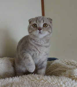 Available kittens – Rejinald Cattery