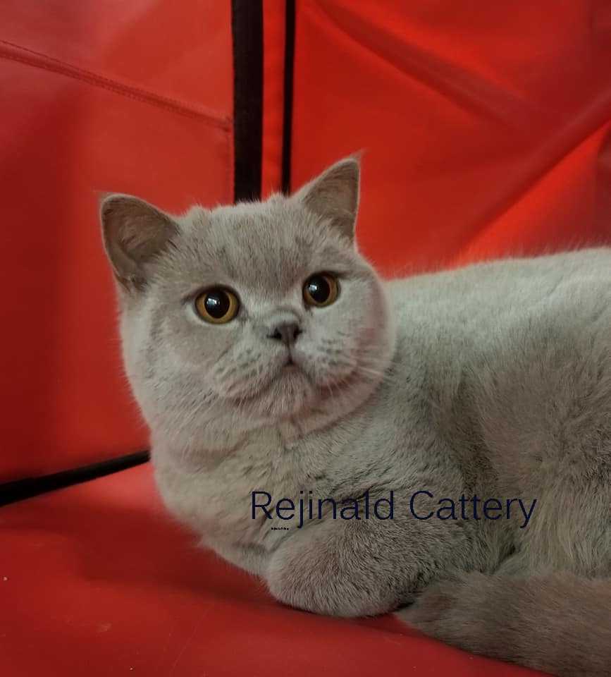 Show news rejinald cattery