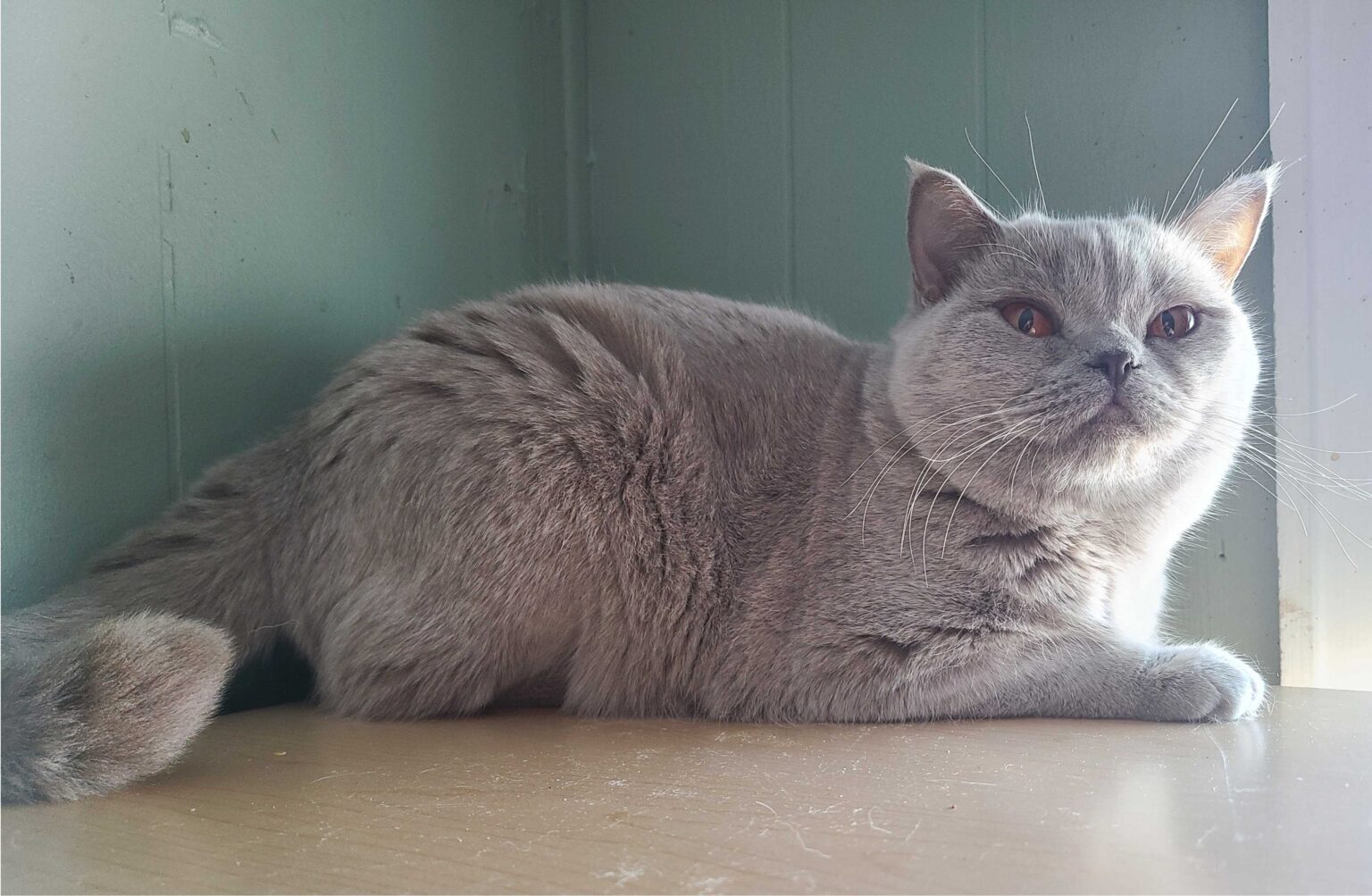 Adult Cats for Adoption – Rejinald Cattery